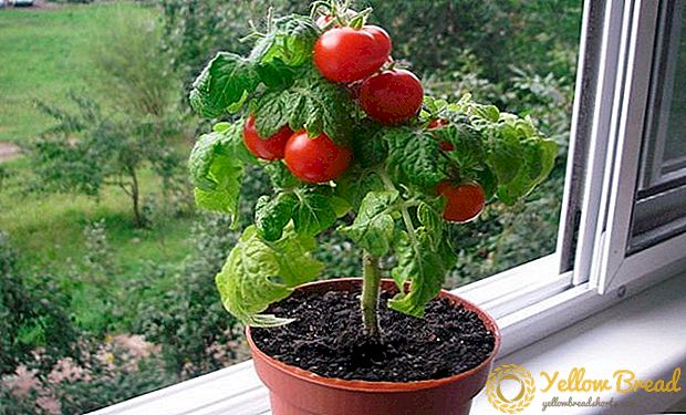 طماطم الكرز زراعة على عتبة النافذة أو البلكونة الحديقة