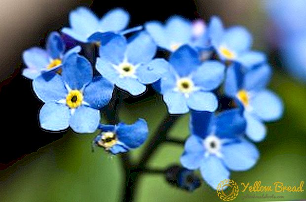 Growing forest forget-me-not