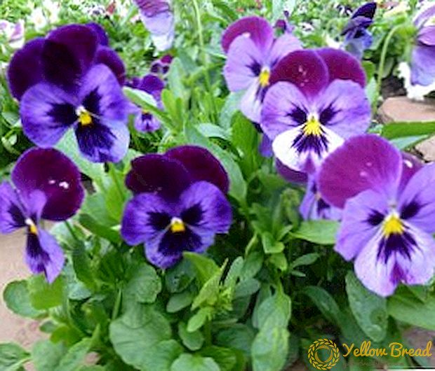 देश में बढ़ते बारहमासी सींग वाले violets