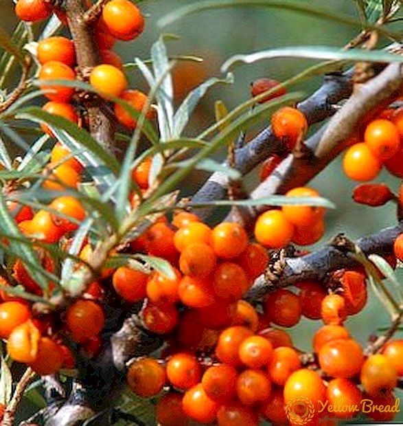 Growing sea buckthorn: the subtleties of planting and plant care