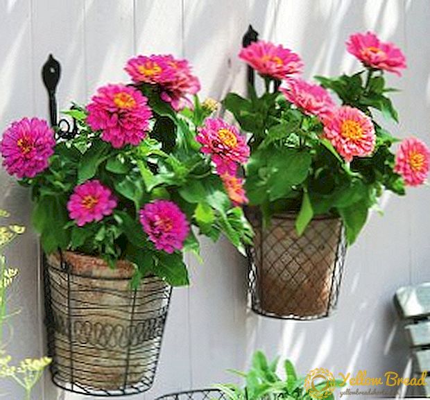 Zinnia: cara merawat bunga di rumah
