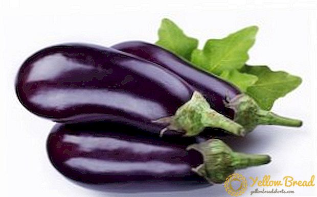 Masarap at hindi mapagpanggap: grade black eggplant