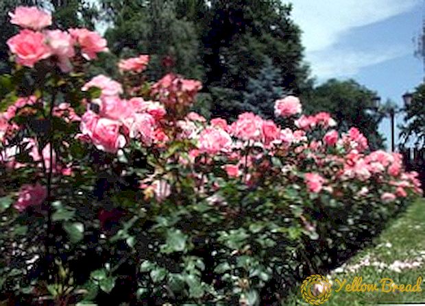 Բույսերի վարդերի հայտնի սորտերի նկարագրությունը եւ բնութագիրը
