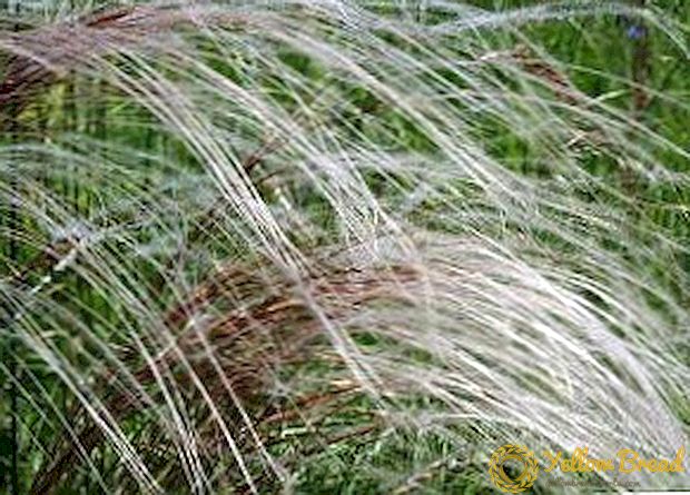 Description and cultivation of feather grass
