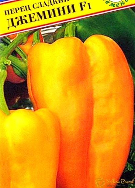 Beskrivelse og egenskaper ved dyrking av peppersorter 