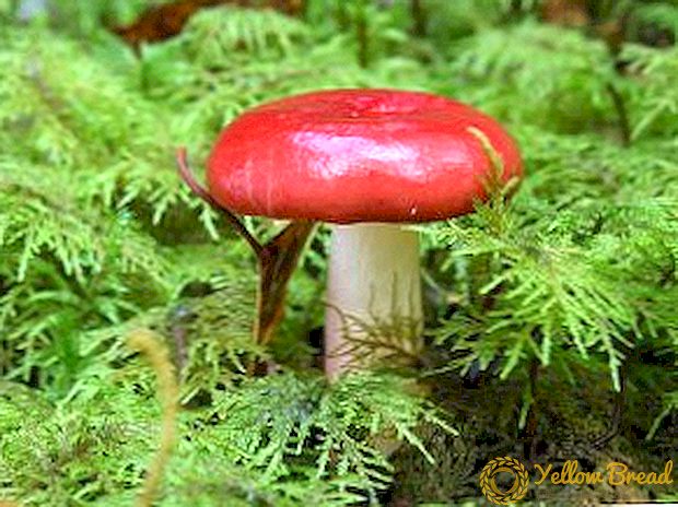 Beskrivelse og billeder af spiselige og uspiselige svampe af Russula familien