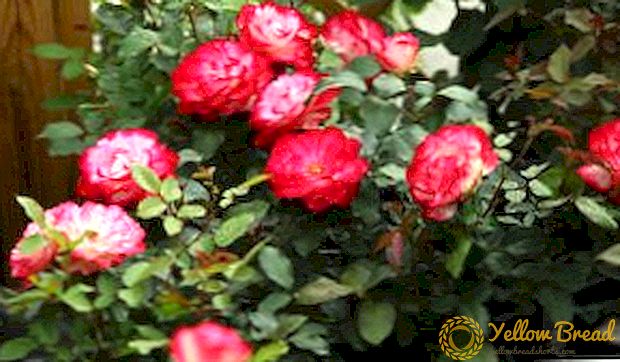 Kuvaus ja valokuvia suosituista ruusujen patioista