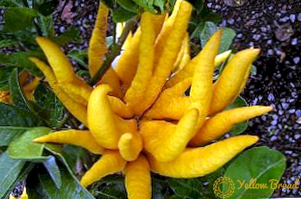 Beschrijving en foto's van citron-variëteiten