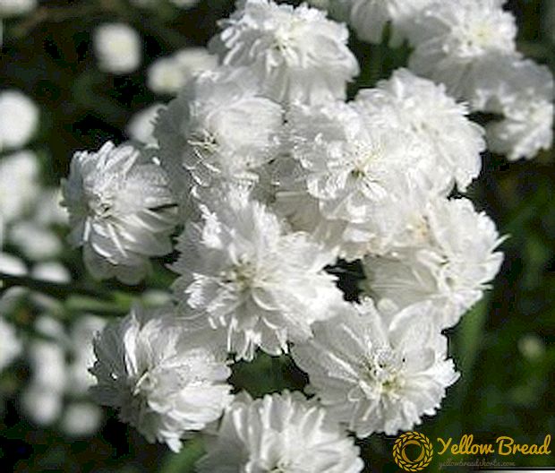 آپ کے باغ کے لئے سفید پھولوں کے ساتھ زیورات کی چھڑیوں کی تفصیلات اور تصاویر