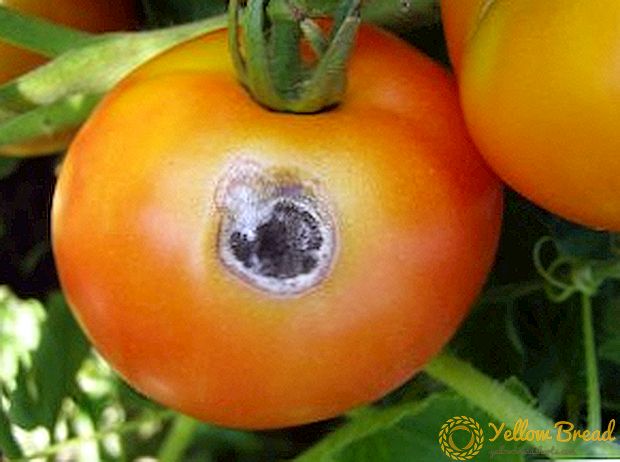 Alternaria의 토마토에 대한 설명 및 치료