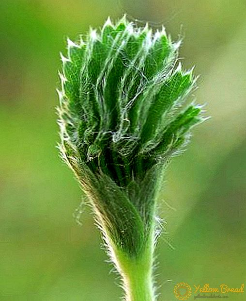 Beskrivelse af plantens manchetens medicinske egenskaber