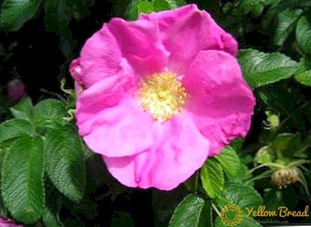 Verschillen tussen rozen en rozebottels: wat te doen als een roos een rozenbottel is geworden