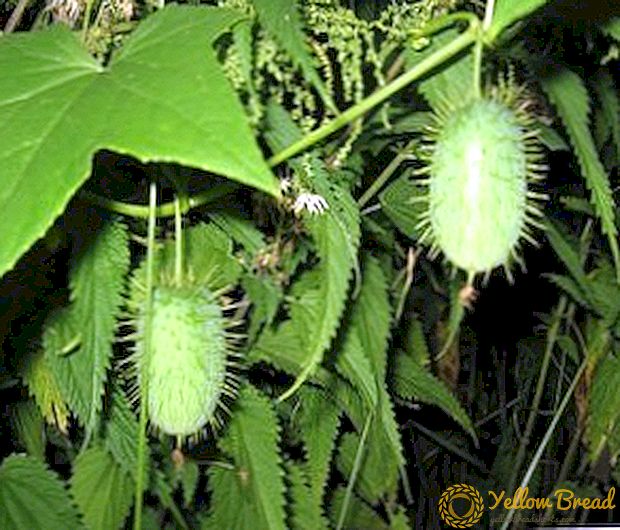 Echinocystis: planten en verzorgen, toepassing in landschapsontwerp