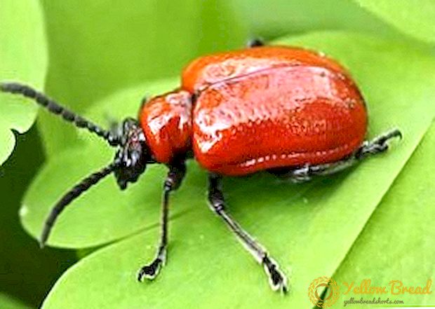 Control efectivo de escarabajos vermellos en lírios