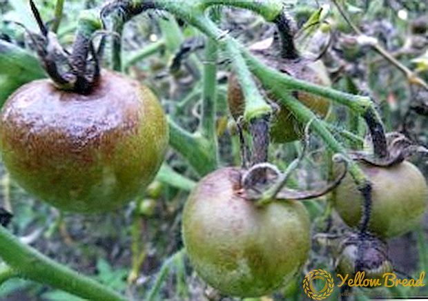 Effektiva folkmedicin från phytophtora på tomater