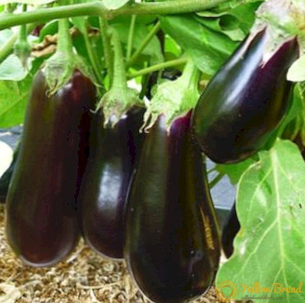Planting eggplants in open ground and features of growing plants