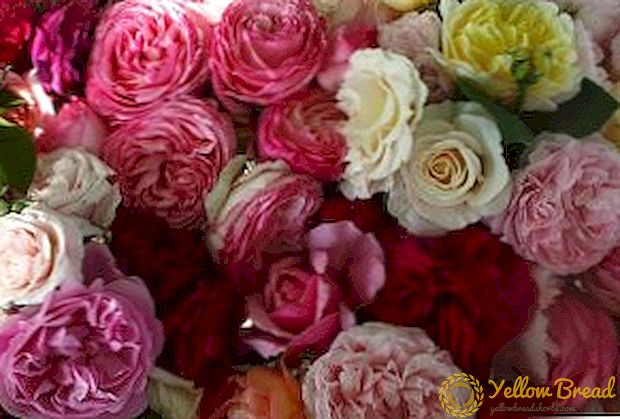 Engelse rozen: beschrijving en foto van de beste vertegenwoordigers van David Austin-variëteiten