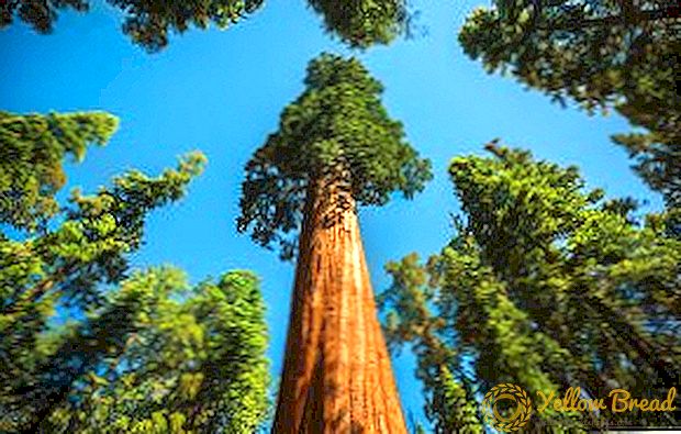 Eukaliptus: opis, fotografija, dostojanstvo drveta