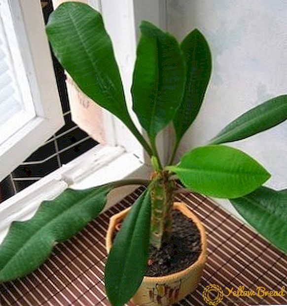 Euphorbia vit-faced sprit: egenskaper av hemmaplan