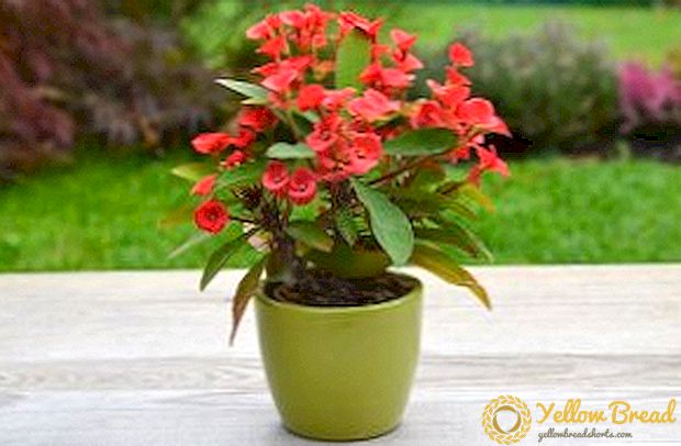 Euphorbia: วิธีการดูแลที่บ้าน