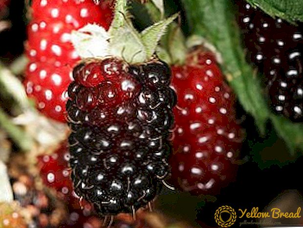 Ezemalina «Taiberry»: әртүрлілік және өсіру агротехнологиясының ерекшеліктері