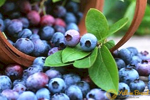 Nagtatampok ng mga varieties ng blueberry 