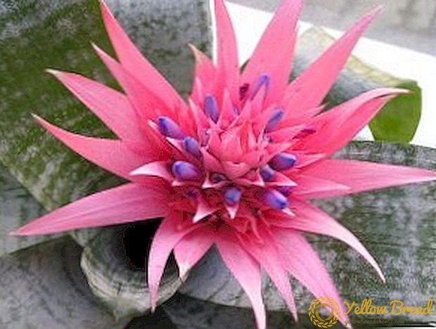 Features care for bromelium at home