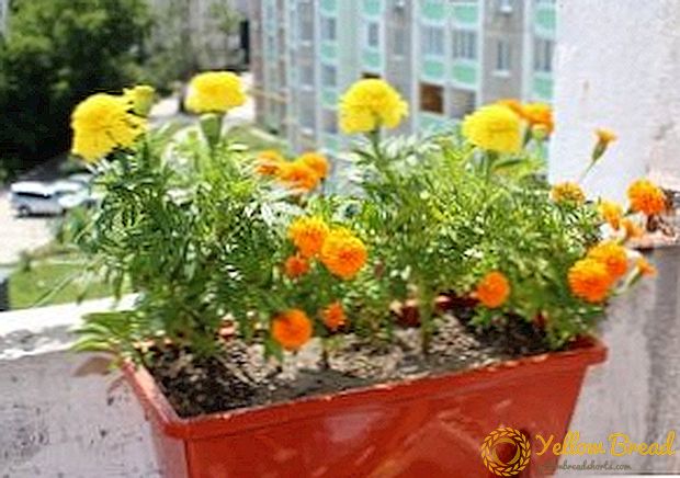 Features care marigolds when grown on the balcony