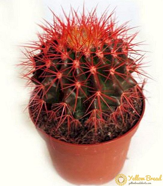 ملامح زراعة حمراء echinocactus Gruzoni