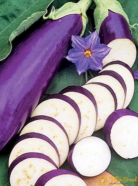 Fitur panen eggplant kanggo mangsa: carane kanggo mbeku sayur-sayuran ing ngarep