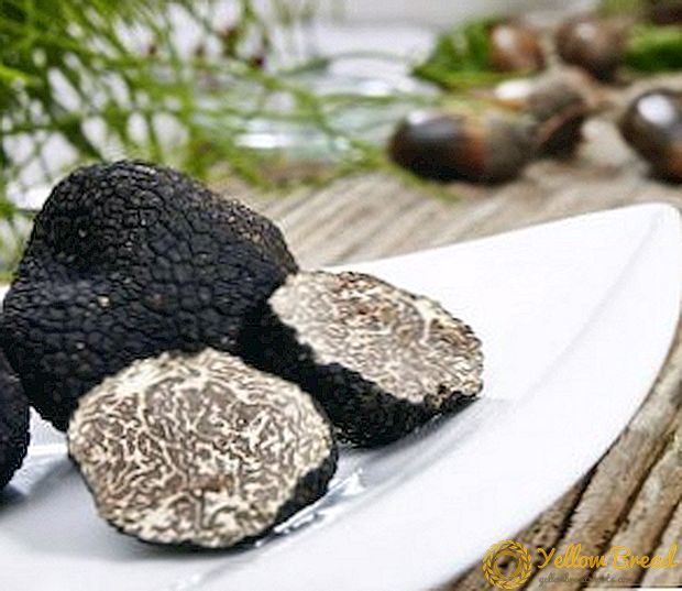 Mga tampok ng paglilinang ng mga itim na truffle