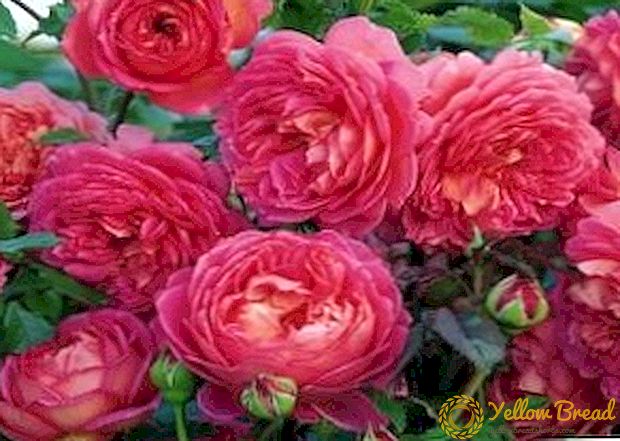 Egenskaber ved at vokse engelske roser i din have, hvordan man plante og pleje Austin roser
