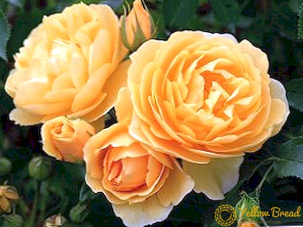 Карактеристики на растечките рози 