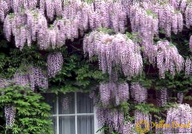 Features of growing wisteria in the garden