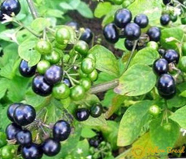 Kenmerken voor het planten en kweken van Sunberry