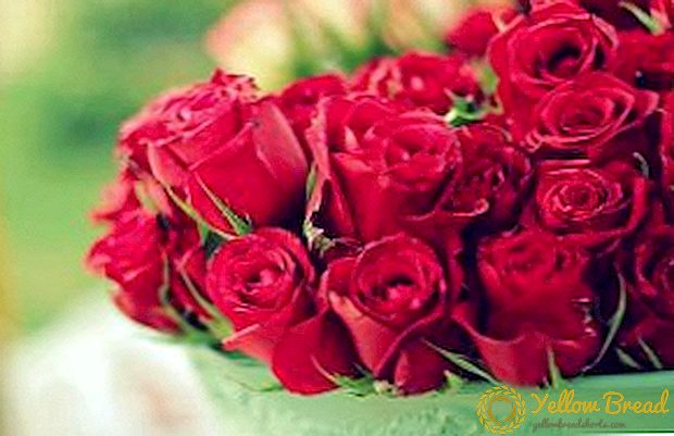 डच गुलाब के लिए रोपण और देखभाल की विशेषताएं