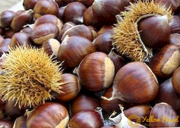 Ciri-ciri penanaman dan penjagaan chestnut yang boleh dimakan