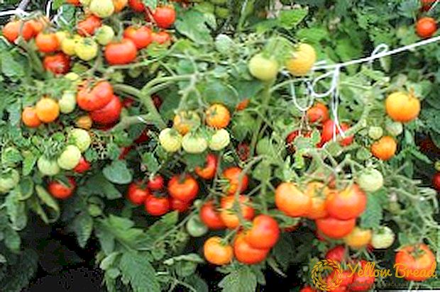 Særtrekk ved behandling og forebygging av tomat cladosporia