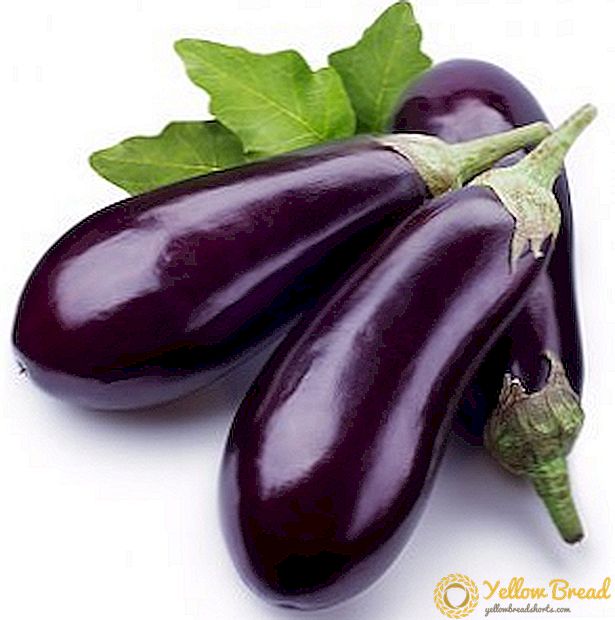 Gjødsel for eggplanter: Den beste måten å mate eggplanter for å få en rik høst