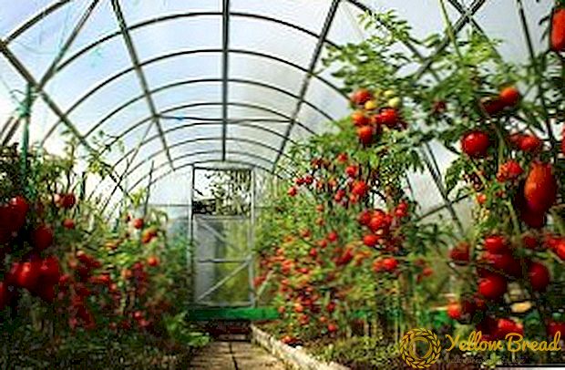 Fertilizers kanggo tomat ing omah kaca: sak tanduran lan sawise tanduran