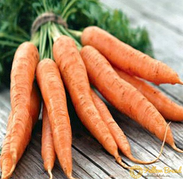 Porkkanoiden ravitsemus ja ravitsemus avoimessa maassa
