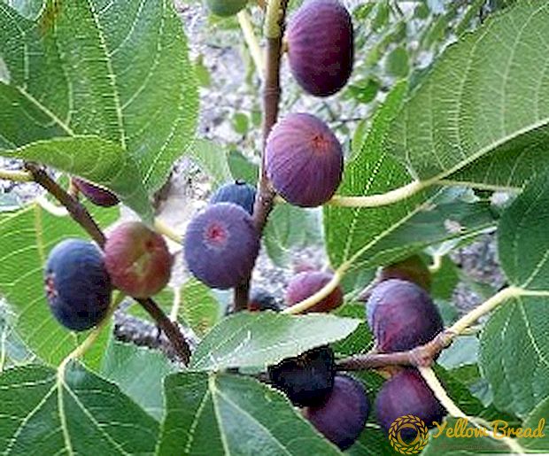 İncir ağacı və ya incir: açıq əkinçilik