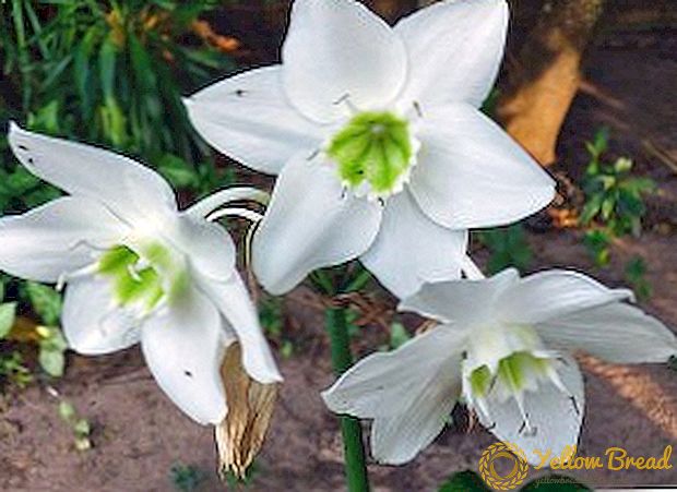 ユハリスの花：自宅でのケア、移植、繁殖