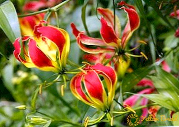 Gloriosa flower, lumalagong panloob na mga halaman