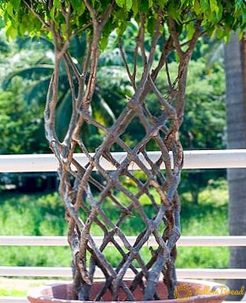 تشکیل تاج Ficus لاستیک، چگونگی چاق شدن گیاه در خانه