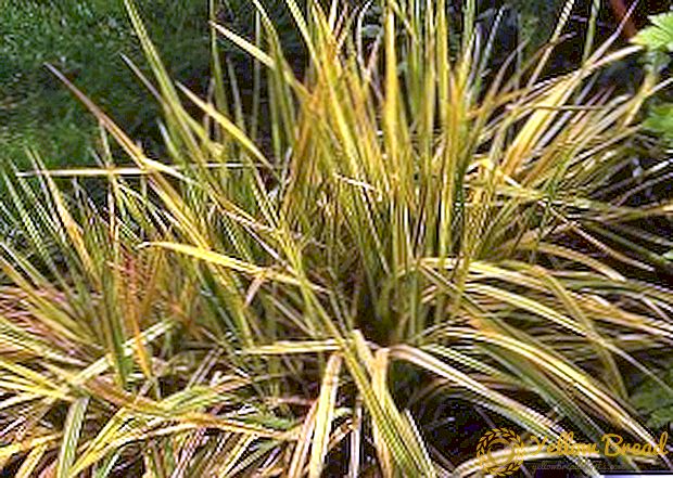 Meadow foxtail: menanam dan menjaga budaya