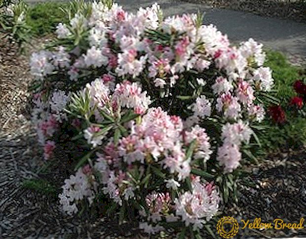Have rhododendron: vokser i Moskva regionen og Leningrad regionen