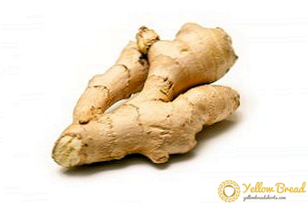Ginger in the country: how to plant and grow ginger in the garden