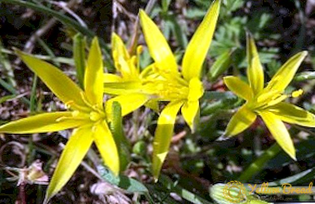 Goose løg eller gul snowdrop: dyrkning af primrose i landet