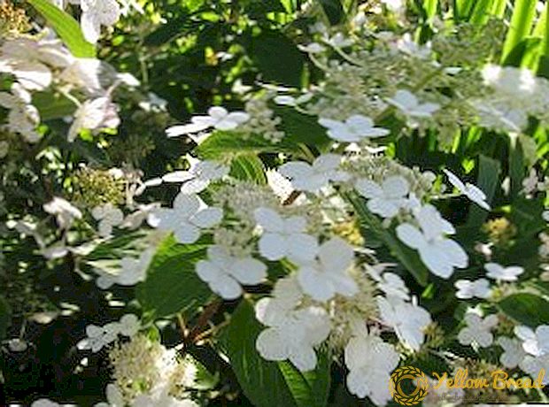 Verbouing van hortensia-peduncle: plant en sorg in die tuin